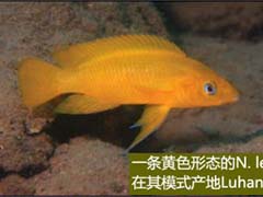 坦噶尼喀湖的柠檬慈鲷 Neolamprologus leleupi